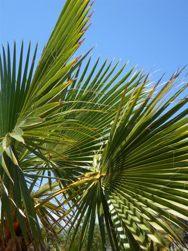 3x Trachycarpus Fortunei Fan Palm Trees 30-40cm in 2/3 Litre Pots By Direct Plants