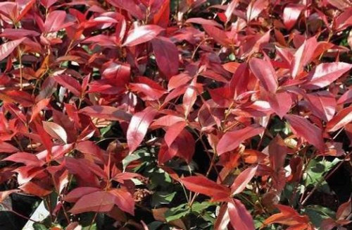 10x 3ft Photinia Red Robin Large Hedging Trees in 7.5 Litre Pots By Direct Plants
