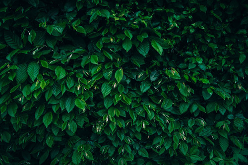 25x Carpinus Betulus Hornbeam Hedging Plants in Pots | By Direct Plants