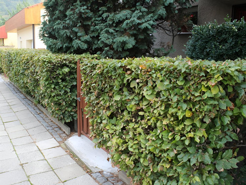 25x Green Beech Fagus Sylvatica Hedging Trees in Pots By Direct Plants
