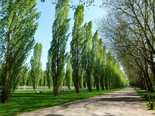 3x Large Populus Nigra Poplar Italica Hedging Trees 6ft Tall in Pots By Direct Plants