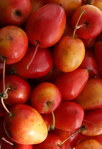 Malus Jelly King Crab Apple Tree 5ft Tall in a 7.5 Litre Pot | By Direct Plants