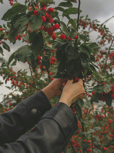 Malus Red Sentinel Crab Apple Tree 5-6ft Tall in a 7.5 Litre Pot | By Direct Plants