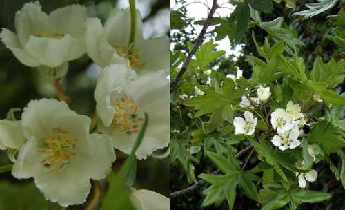 Malus Trilobata Crab Apple Blossom Tree 4-5ft Tall in a 7.5 Litre Pot | By Direct Plants