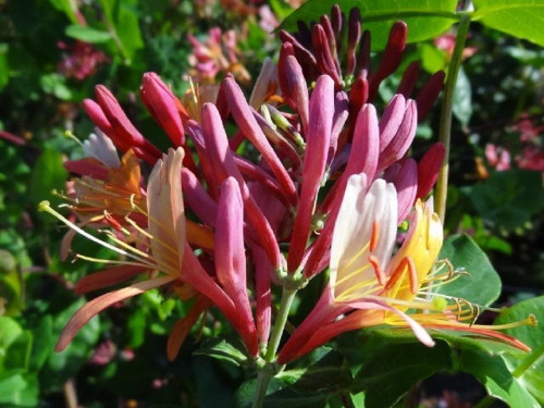 3x Lonicera Heckrottii Goldflame Honeysuckle Climbers By Direct Plants