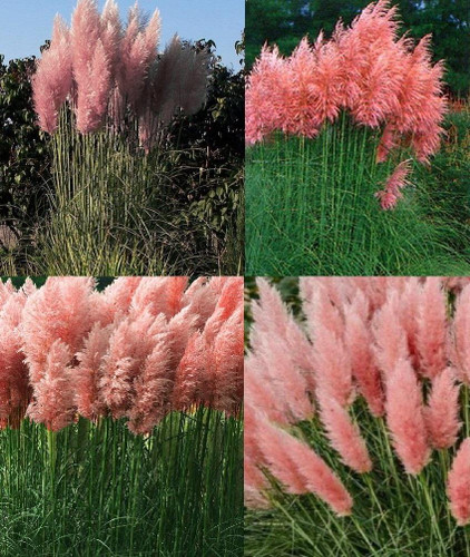 Cortaderia Rosea Pink Pampas Grass Extra Large Plant 3-4ft Supplied in a 7.5 Litre Pot