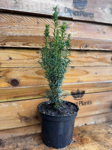 Taxus Fastigiata Robusta Column Yew Tree Large Plant Supplied in a 3 Litre Pot By Direct Plants