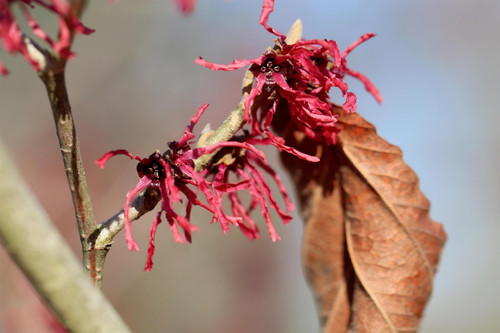 Witch Hazel Hamamelis Ruby Glow Shrub 4-5ft Extra Large in a 7.5 Litre Pot By Direct Plants