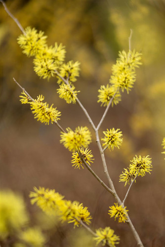 Witch Hazel Hamamelis Arnold Promise Shrub Plant 4-5ft Extra Large in a 7.5 Litre Pot By Direct Plants