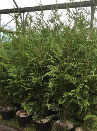 Thuja Plicata Gelderland Western Red Cedar Conifer Tree Large 4-5ft Tall Supplied in a 5 Litre Pot