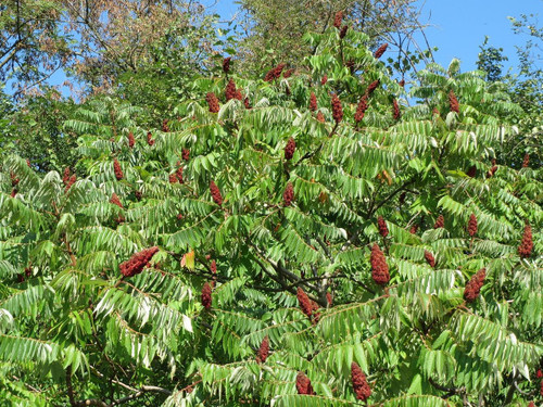 Rhus Typhina Stag Horn Sumach Tree 7-8ft Instant Gardening By Direct Plants