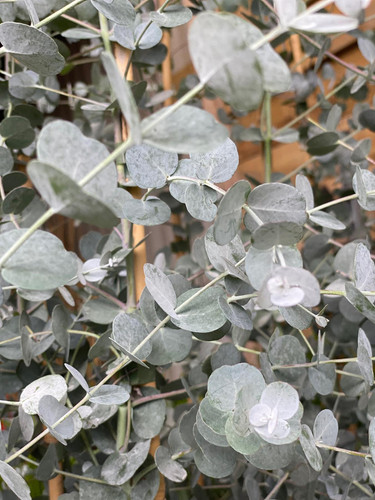 XL 7ft Eucalyptus Gunnii 'Azura' Evergreen Tree in 7.5 Litre Pot | Hardy Blue Gum | Direct Plants