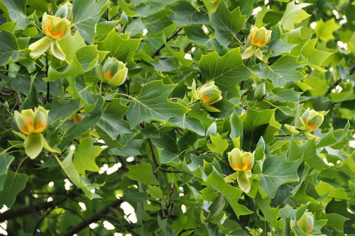 3x Liriodendron Tulip Trees Large 5-6ft in Pots By Direct Plants