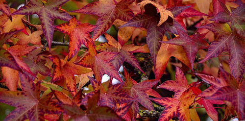 3x Liquidambar Sweet Gum Trees Large 5-6ft in Pots By Direct Plants