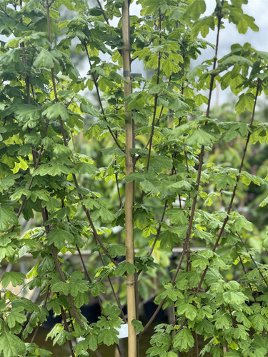 3x Acer Campestre Elegant Field Maple Trees 5-6ft in Pots By Direct Plants