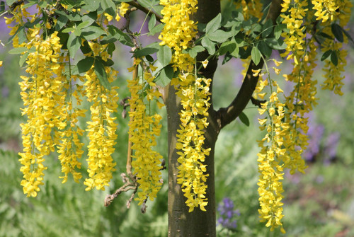 Laburnum Vossii Golden Rain Tree Large 4-5ft in a 3 Litre Pot By Direct Plants