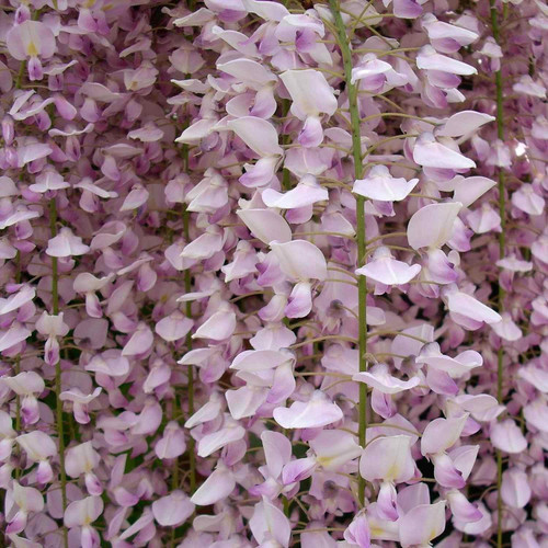 Wisteria Sinensis Pink Climbing Plant Grafted 5-6ft Tall Extra Large Supplied in a 5 Litre Pot