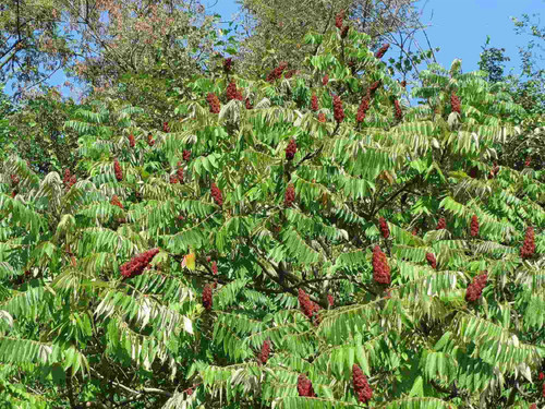 Rhus Typhina Stag Horn Sumach 4ft Large in a 7.5 Litre Pot By Direct Plants