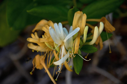 3x Lonicera Copper Beauty Evergreen Honeysuckle Climbing Plants 3-4ft Tall Supplied in 3 Litre Pots