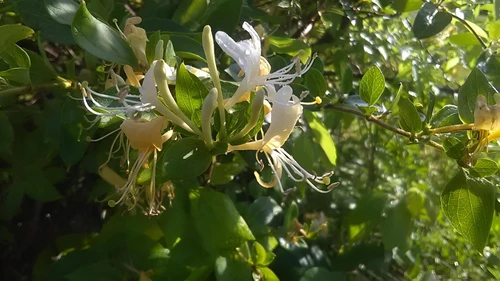 3x Lonicera Halliana Evergreen Honeysuckle Climbing Plants 3-4ft Large in 3 Litre Pots