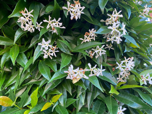 3x Trachelospermum Evergreen Star Jasmine Climbing Plants 2-3ft Large in 3 Litre Pots