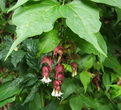 3x Leycesteria Himalayan Honeysuckle Shrubs Extra Large in 3 Litre Pots By Direct Plants