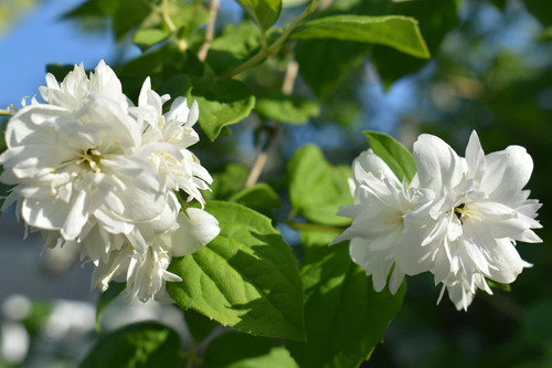 3x Philadelphus Minnesota Snowflake Shrubs Extra Large in 3 Litre Pots By Direct Plants
