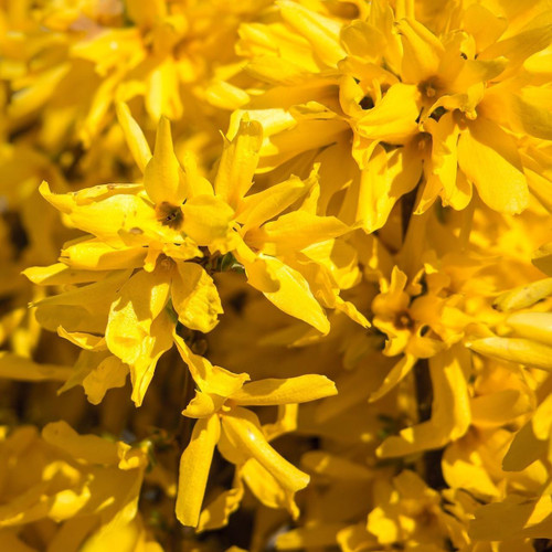 5 Large Forsythia Lynwoods Gold Shrubs 3-4ft Tall in 3 Litre Pots By Direct Plants