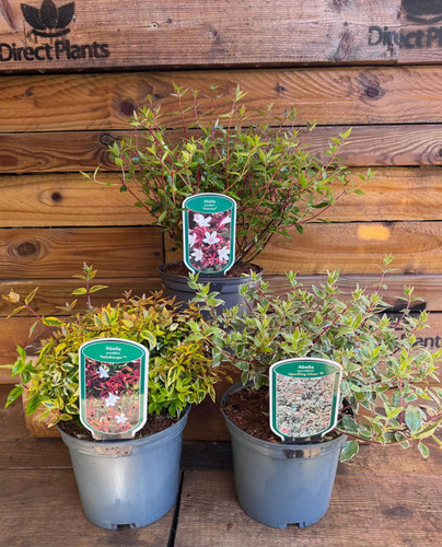3 Mixed Large Abelia Evergreen Shrubs in 2/3 Litre Pots By Direct Plants