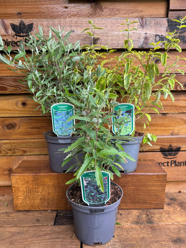 3 Mixed Large Caryopteris Shrubs in 2/3 Litre Pots By Direct Plants