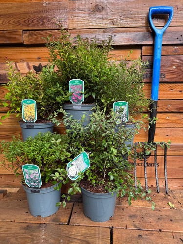 5 Mixed Extra Large Spiraea Flowering Shrubs in 3 Litre Pots By Direct Plants