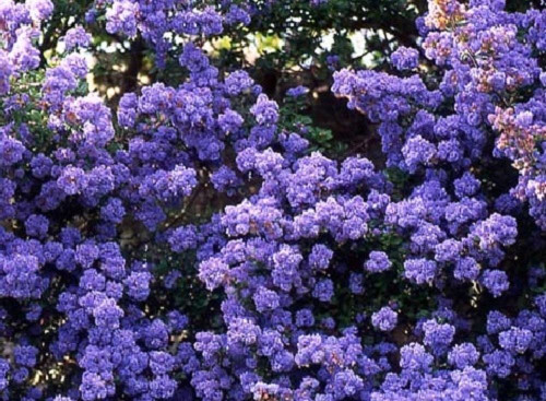 Ceanothus Dentatus Large 3-4ft Supplied in a 5 Litre Pot