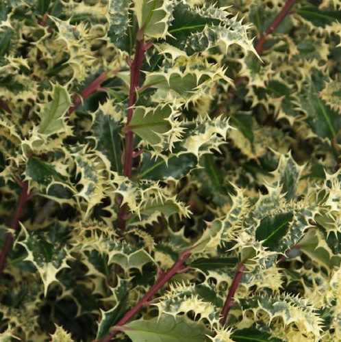 3x Ilex Aquifolium Ferox Argentea Hedgehog Holly Trees 2-3ft Large Plants in 3 Litre Pots