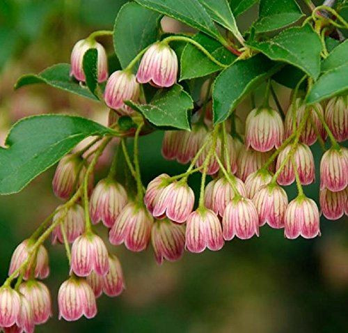 3x Enkianthus Campanulatus Red Bells Garden Shrubs Large Plants in 3 Litre Pots