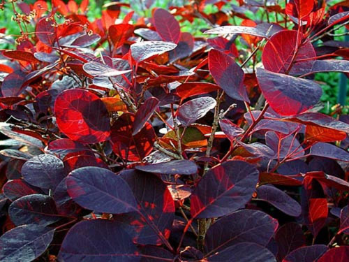 3x Cotinus Coggygria Royal Purple Smoke Bush Shrubs Large 3-4ft Plants in 3 Litre Pots