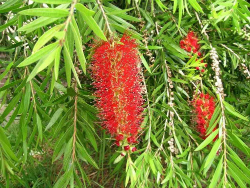 3x Callistemon Riginus Bottle Brush Shrubs 3-4ft Large Plants in 3 Litre Pots