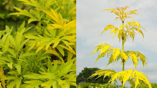 3x Sambucus Golden Tower Shrubs Large in 3 Litre Pots By Direct Plants