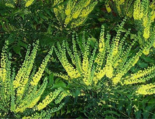 3x Mahonia Winter Sun Large Evergreen Winter Flowering Shrubs 3L Pots By Direct Plants