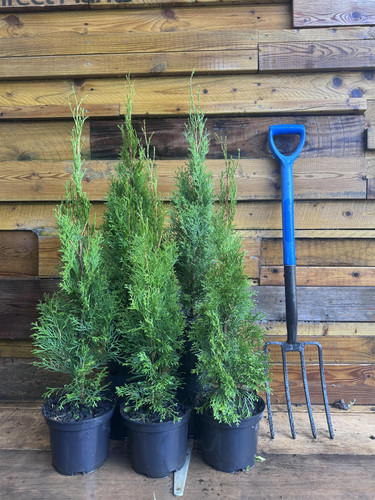 6x Large Thuja Smaragd Cedar Hedging Conifer Trees 60-80cm in 3 Litre Pots By Direct Plants