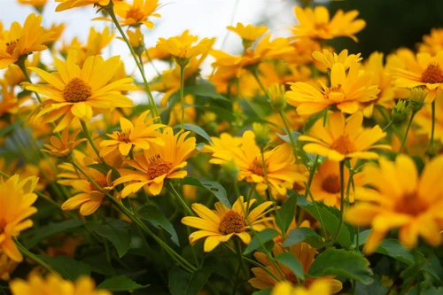 The Yellow Flowering Collection Ready Made Garden Border | Mixed Flowering Perennials | Pack of 6 Large 2 & 3L Pots