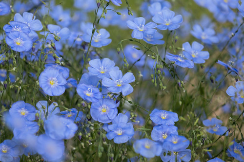 The Blue Flowering Collection Ready Made Garden Border | Mixed Flowering Perennials | Pack of 6 Large 2 & 3L Pots