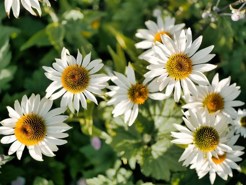 The White Flowering Collection Ready Made Garden Border | Mixed Flowering Perennials | Pack of 6 Large 2 & 3L Pots