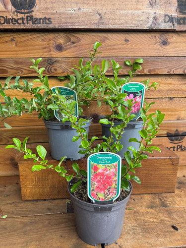 3 Mixed Large Chaenomeles Japanese Quince Shrubs in 2/3 Litre Pots By Direct Plants