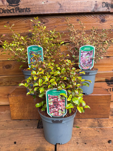3 Mixed Large Coprosma Evergreen Shrubs in 2/3 Litre Pots By Direct Plants