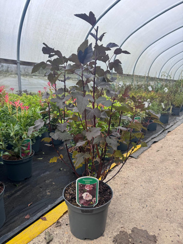 2 Mixed Extra Large Physocarpus Shrubs | Diablo & Lemon Raspberry | in 3 Litre Pots By Direct Plants