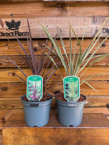 2 Mixed Large Cordyline Palm Evergreen Shrubs in 2/3 Litre Pots By Direct Plants