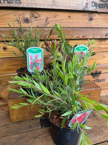 3 Mixed Large Callistemon Bottlebrush Evergreen Shrubs in 2/3 Litre Pots By Direct Plants