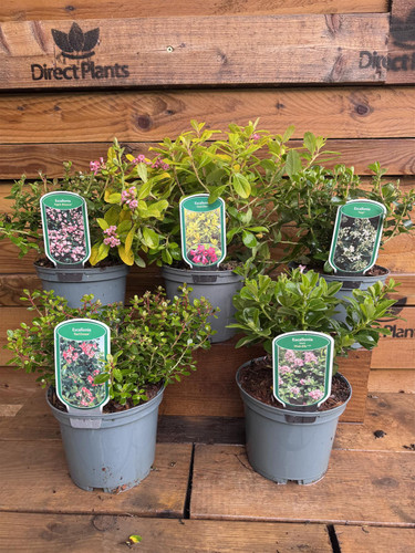 3 Mixed Large Escallonia Evergreen Shrubs in 2/3 Litre Pots By Direct Plants