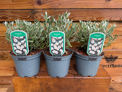3 Large Convolvulus Cneorum Shrubs in a 2/3 Litre Pots By Direct Plants