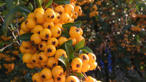 Pyracantha Soliel D'or Evergreen Shrub 5-6ft Extra Large Instant Impact By Direct Plants